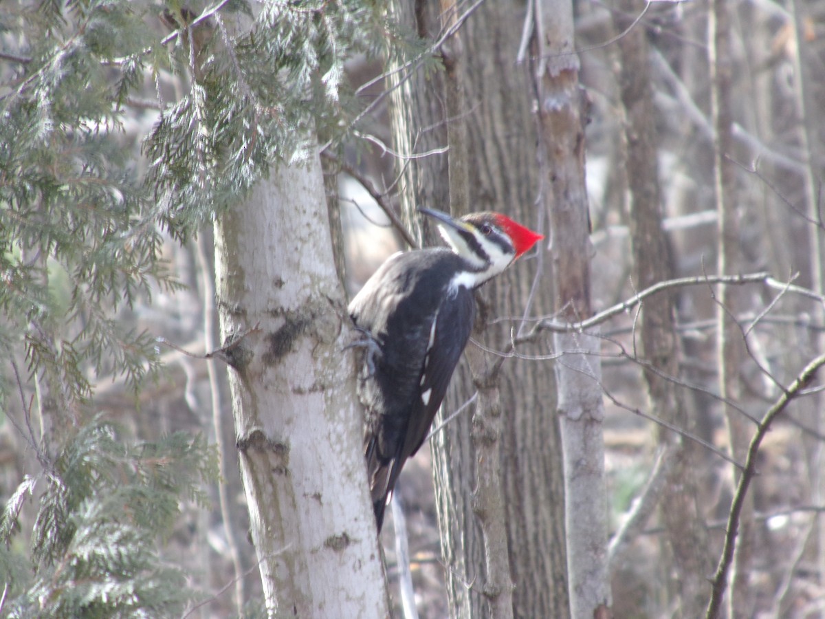 Pileated Woodpecker - ML614995827
