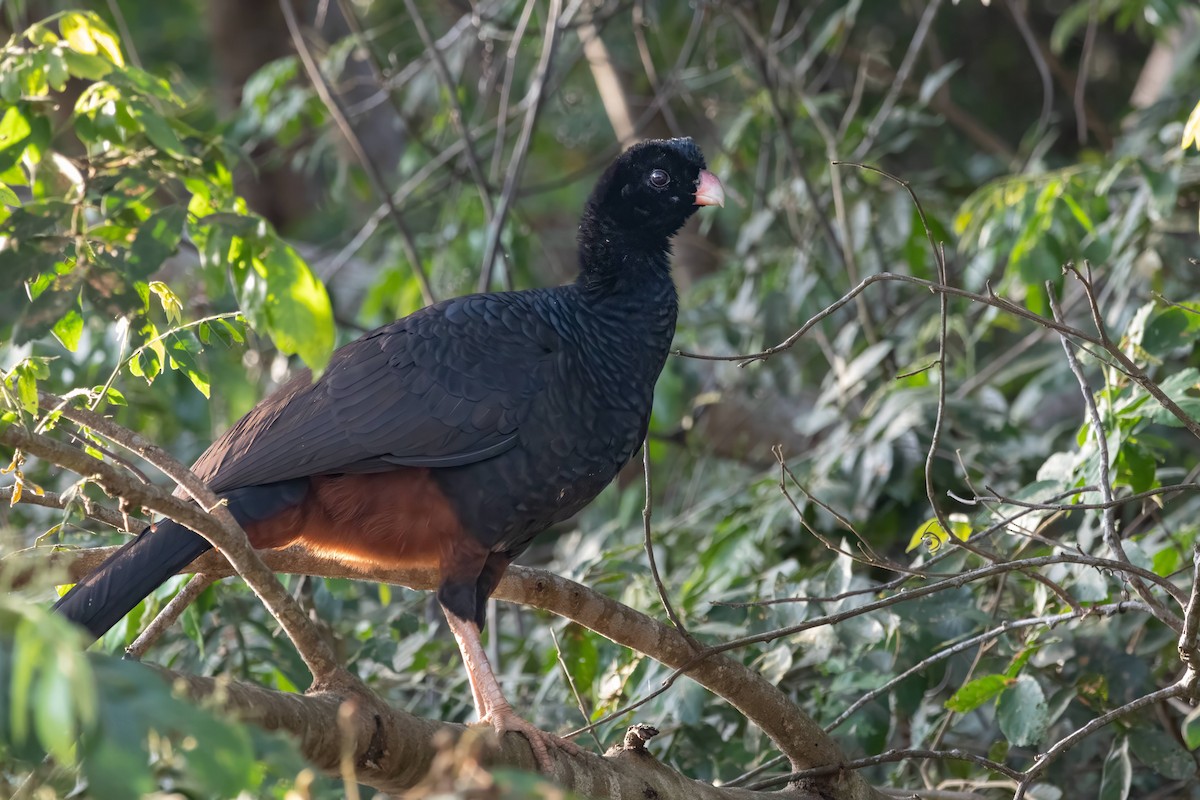 Crestless Curassow - Alejandro Pinto_TanagerPhotoTours