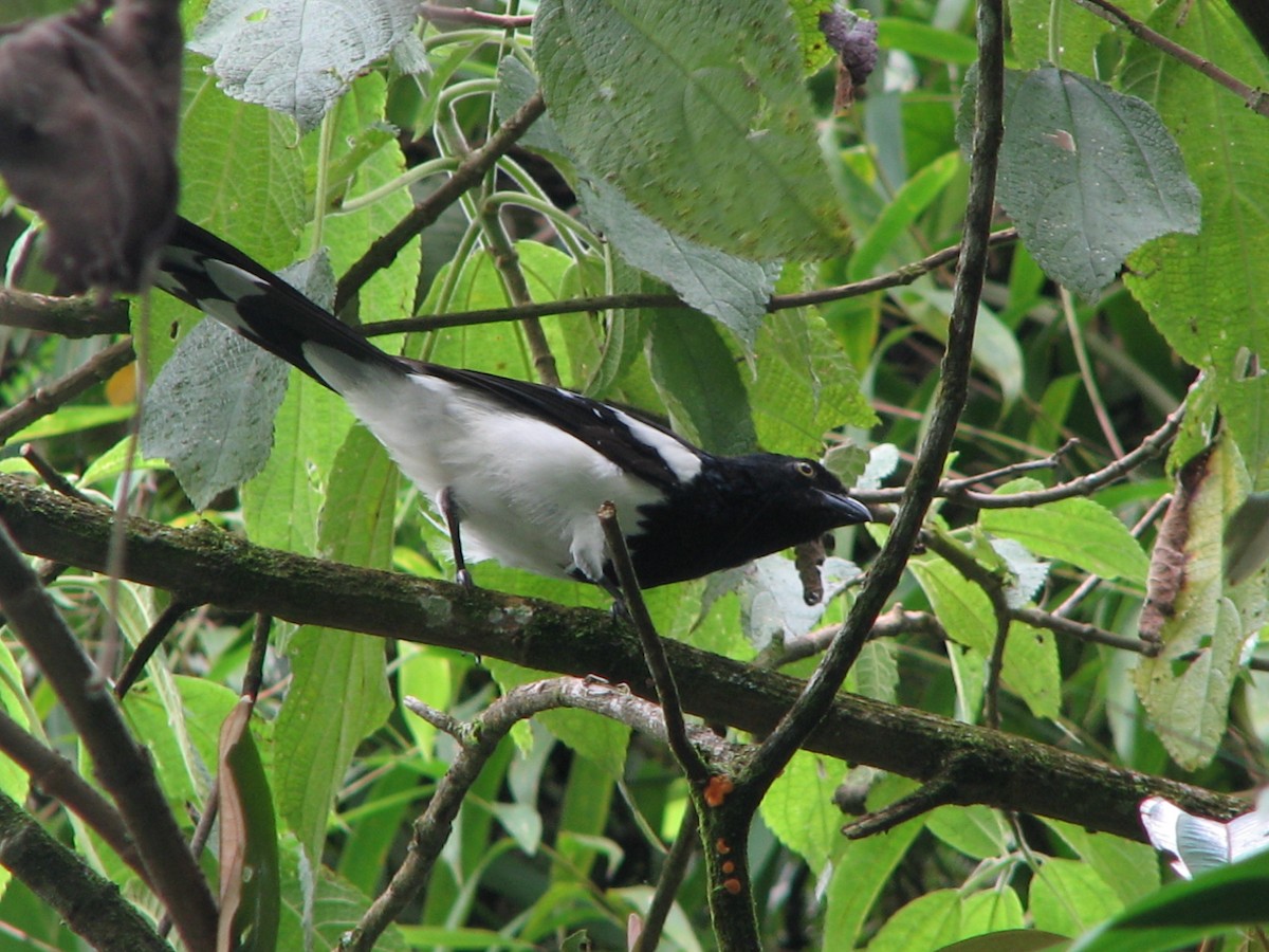 Magpie Tanager - ML614996080