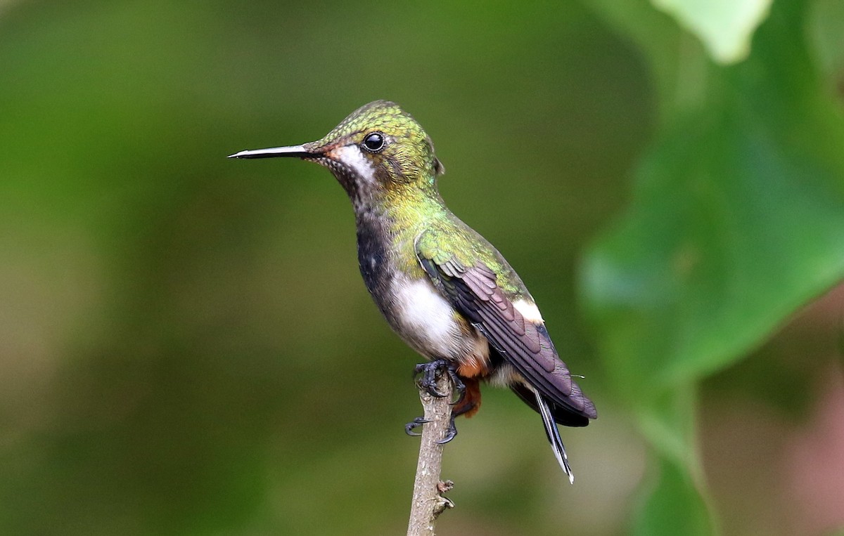 Wire-crested Thorntail - ML614996140