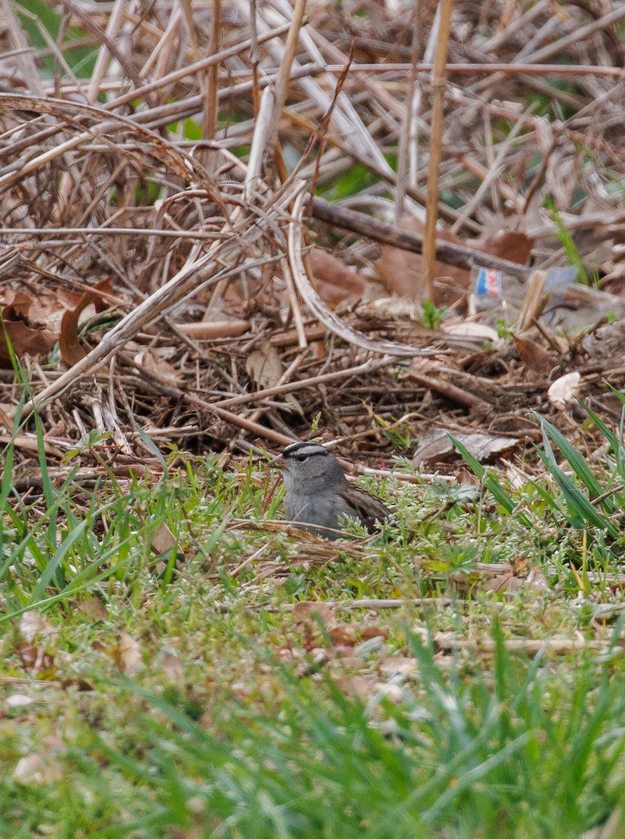 Ebird Checklist Feb Whitehouse Road Loop Species