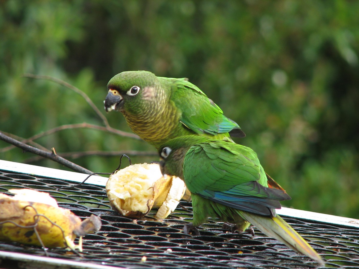 Maroon-bellied Parakeet - John Cooper