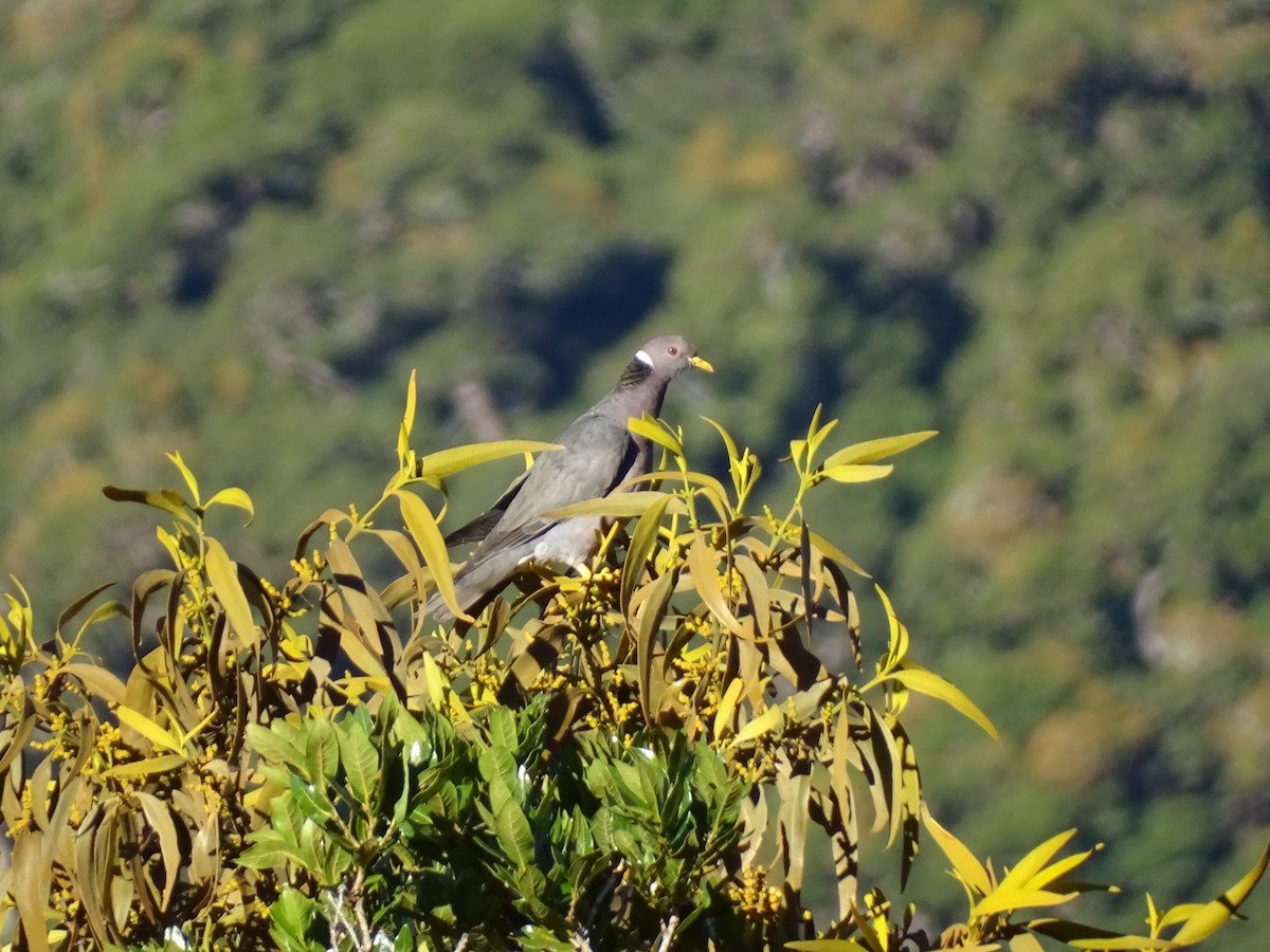 Band-tailed Pigeon - ML614996236