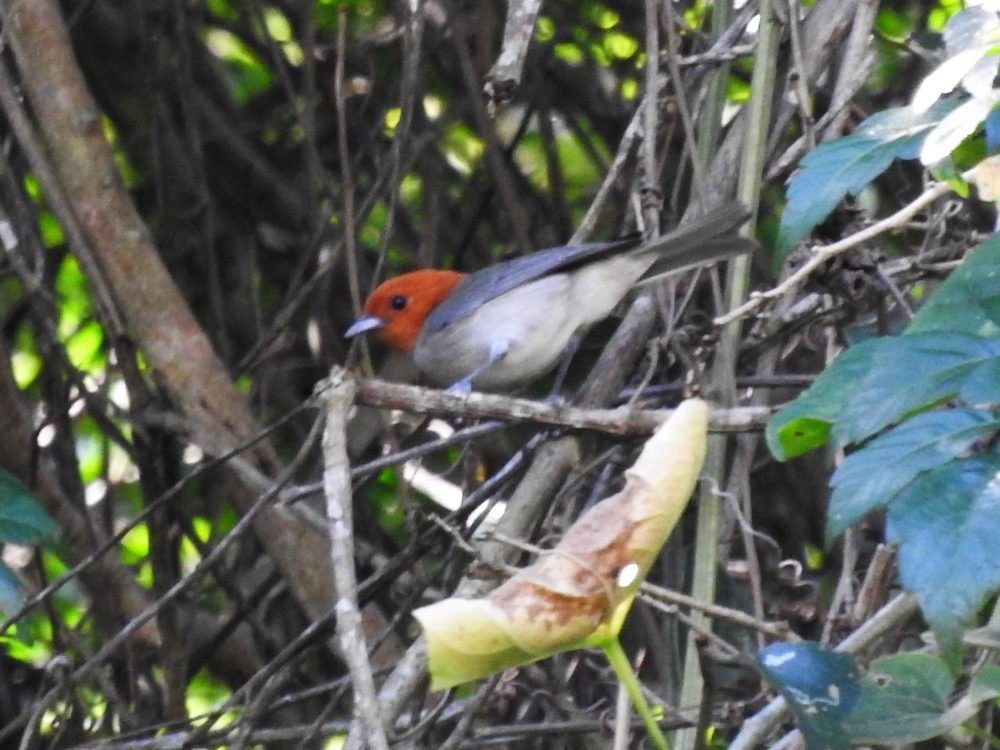 Fulvous-headed Tanager - ML614996557