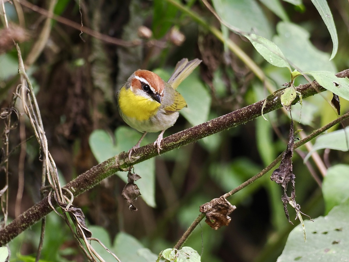 Rufous-capped Warbler (rufifrons Group) - ML614996735