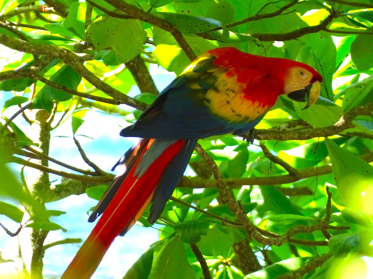 Scarlet Macaw - ML614996775