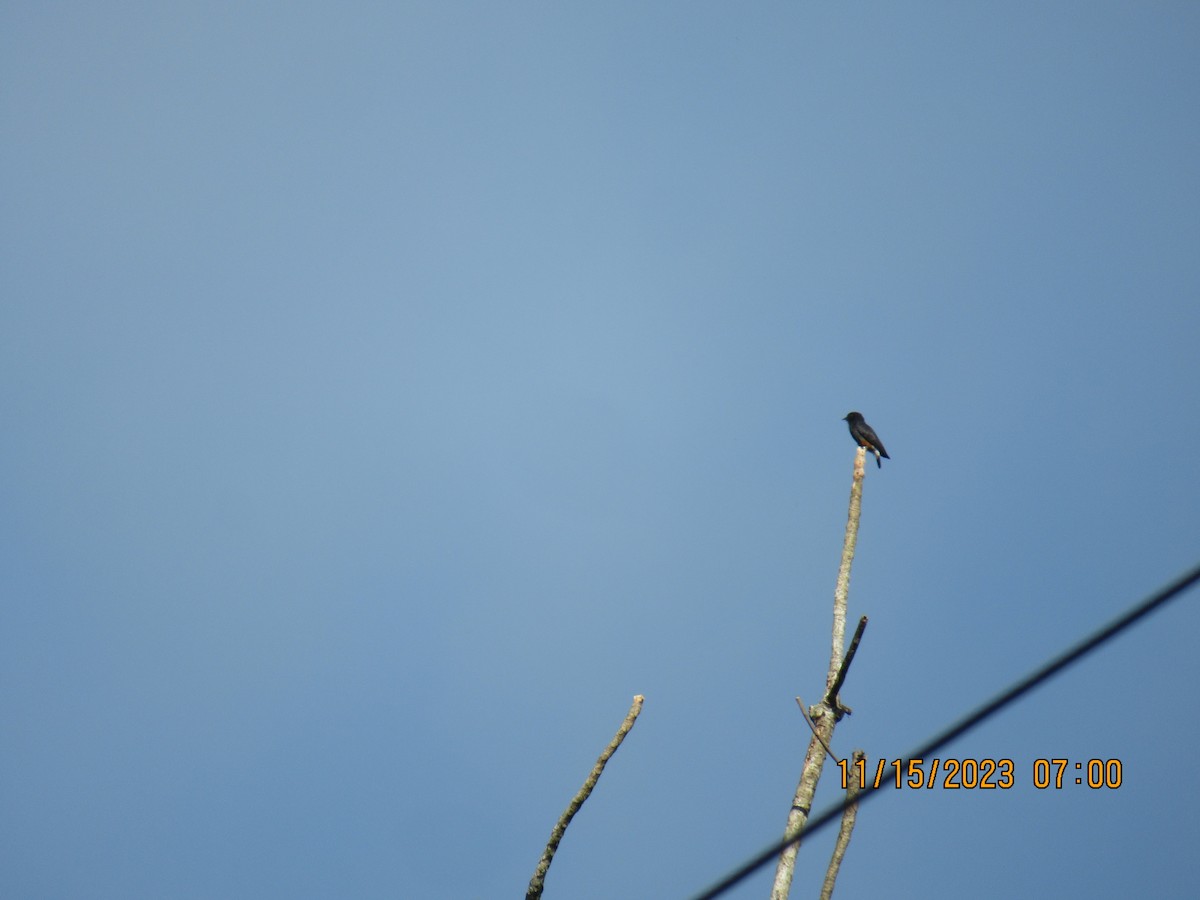 Swallow-winged Puffbird - Glenn Ousset