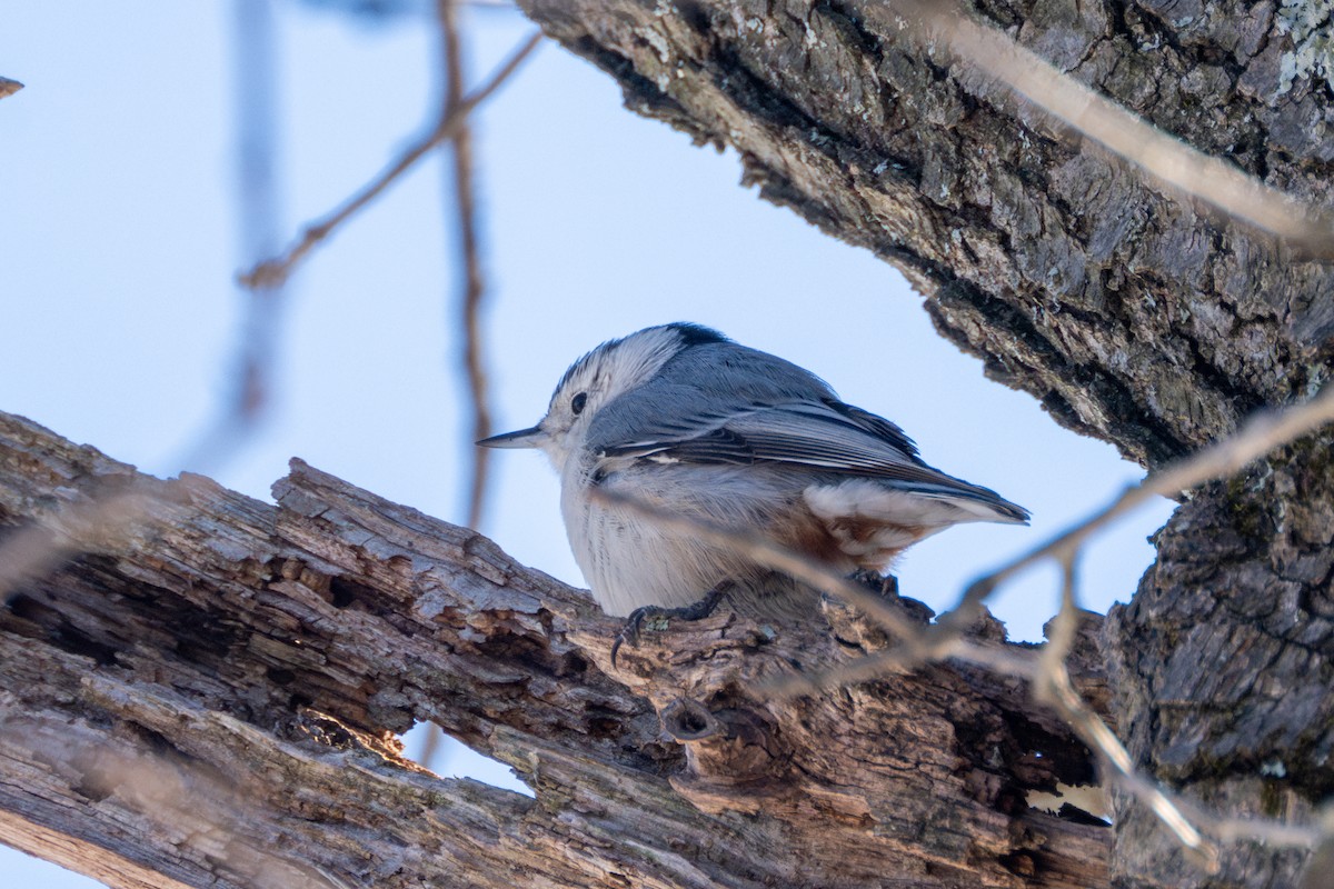 White-breasted Nuthatch - ML614997003
