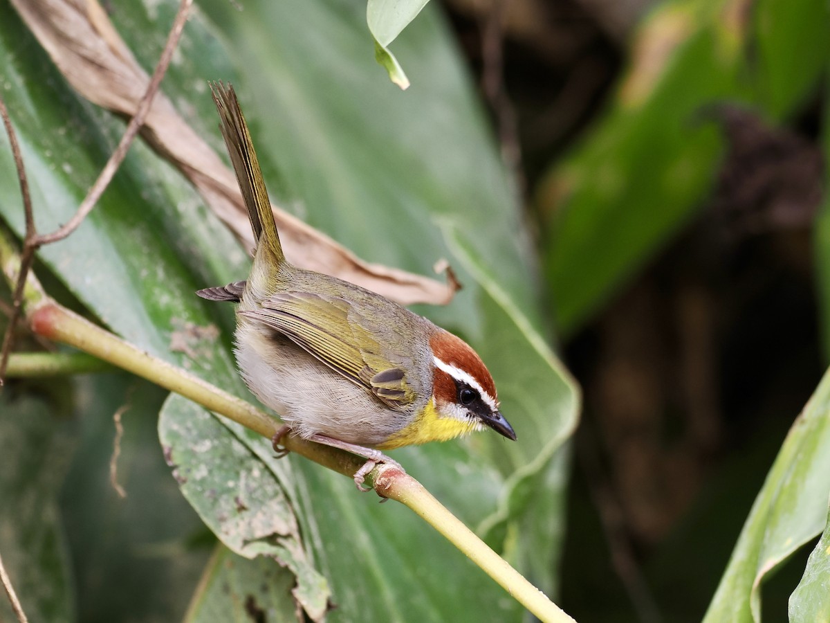 Rufous-capped Warbler (rufifrons Group) - ML614997274