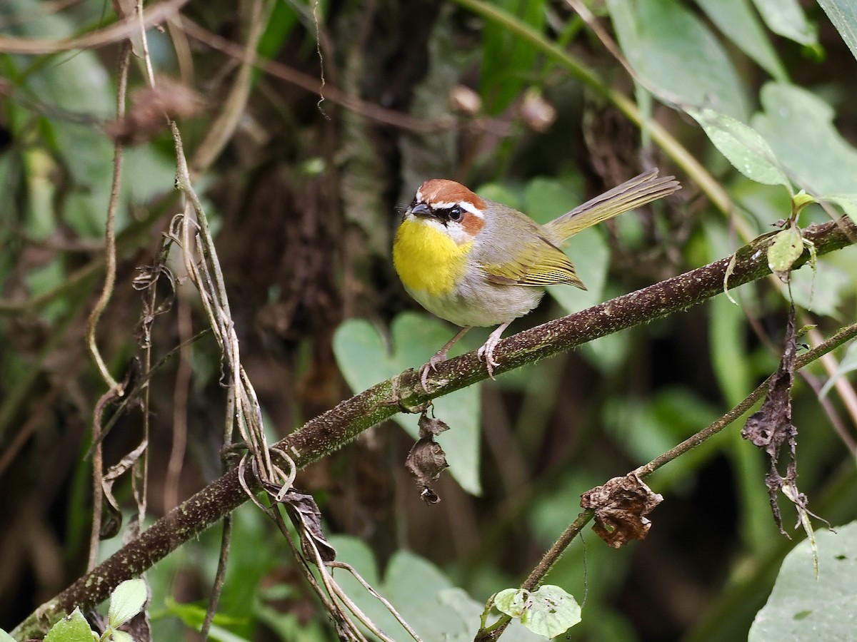 Rufous-capped Warbler (rufifrons Group) - ML614997275