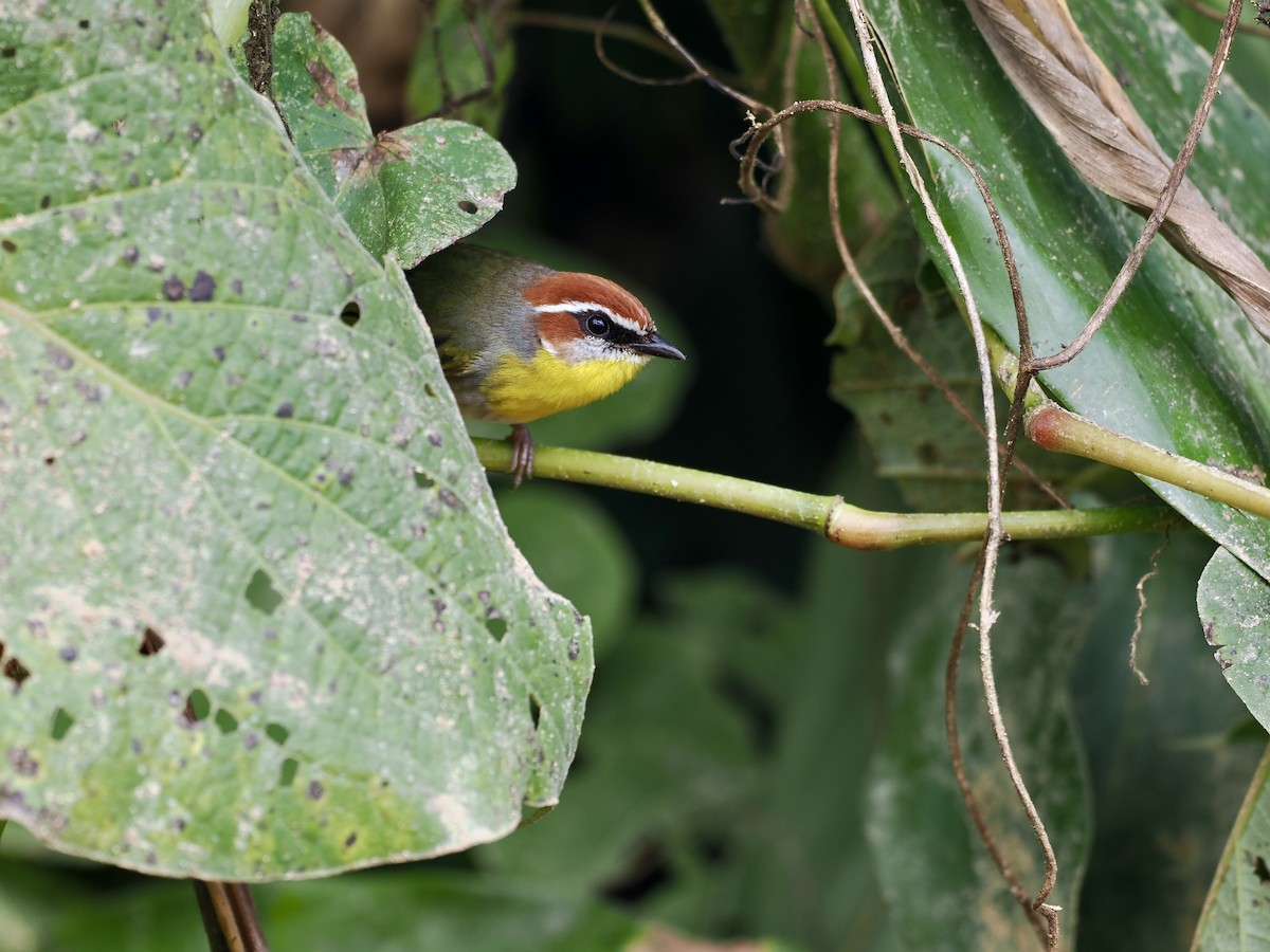 Rufous-capped Warbler (rufifrons Group) - ML614997276