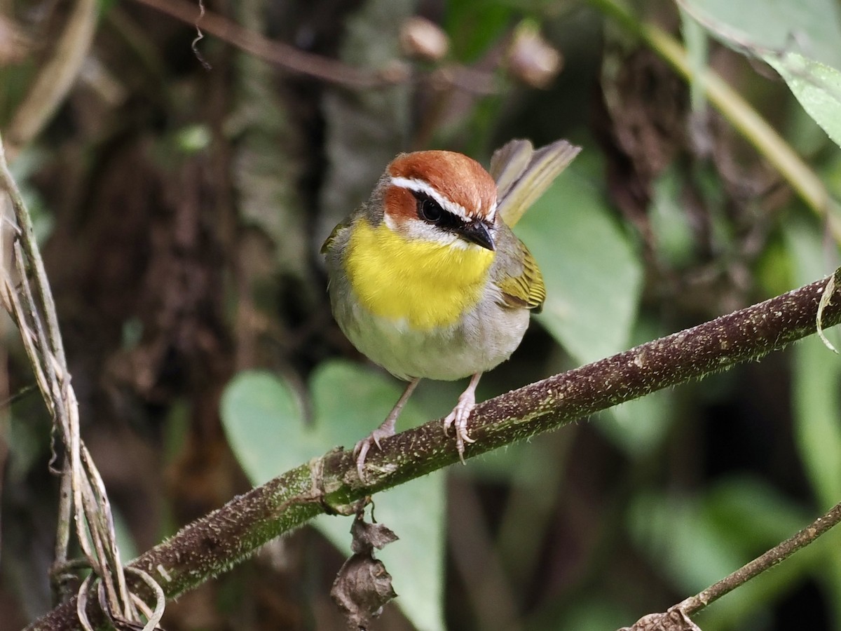 Rufous-capped Warbler (rufifrons Group) - ML614997277