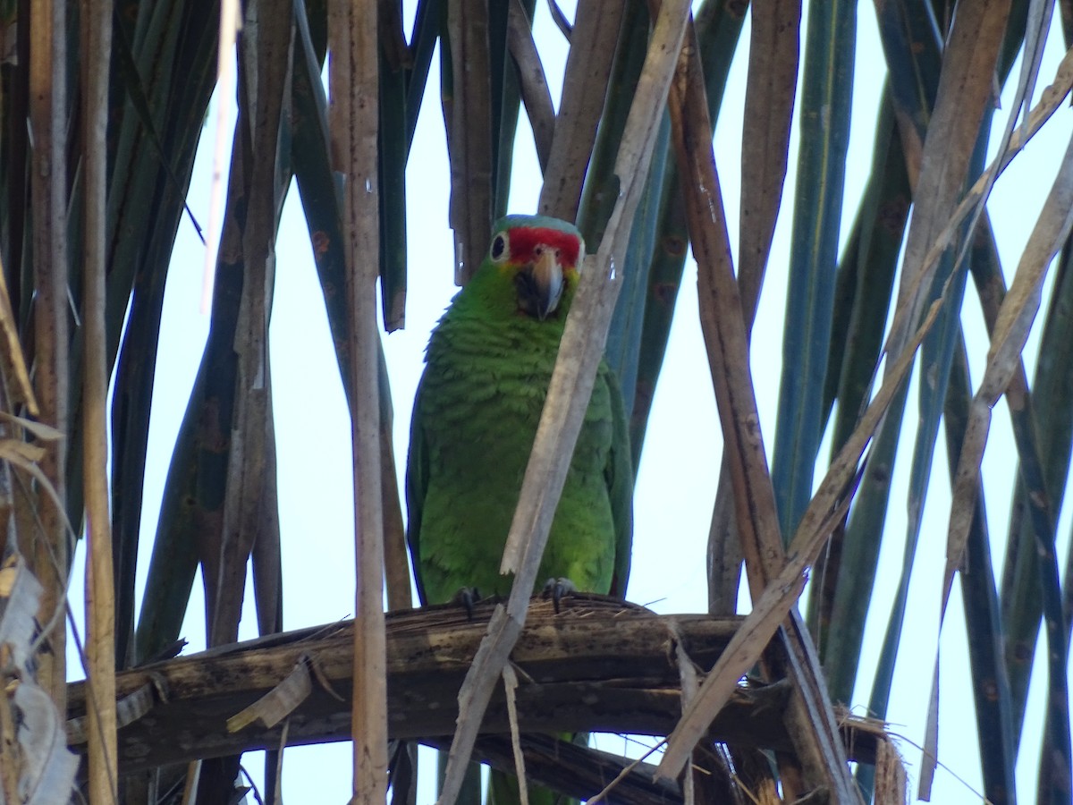 Red-lored Parrot - ML614997298