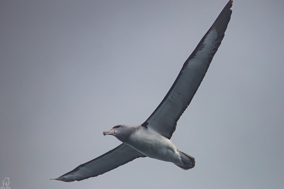 Albatros de Salvin - ML614997320