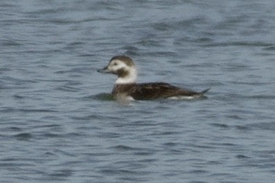 Long-tailed Duck - ML614997395