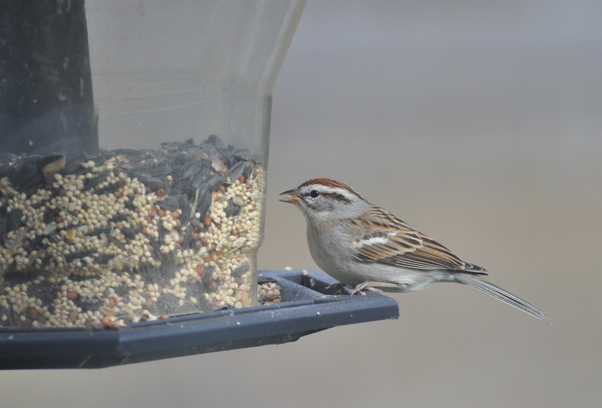 Chipping Sparrow - ML614997440