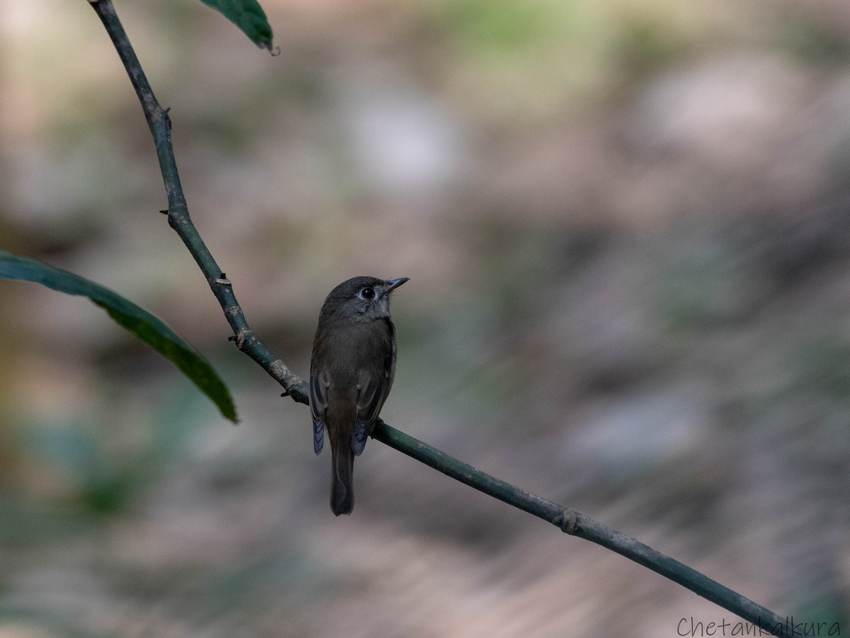 Brown-breasted Flycatcher - ML614997460