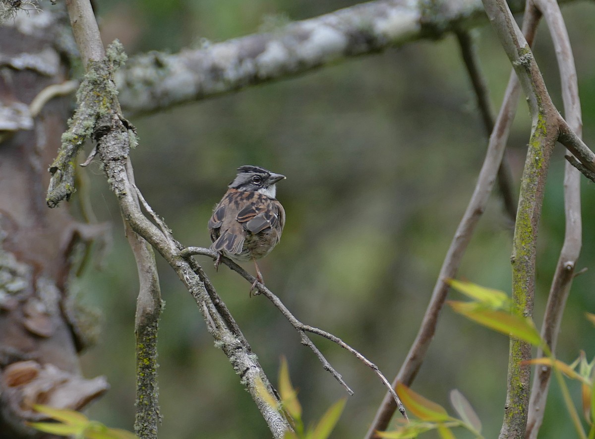 Rufous-collared Sparrow - ML614997535