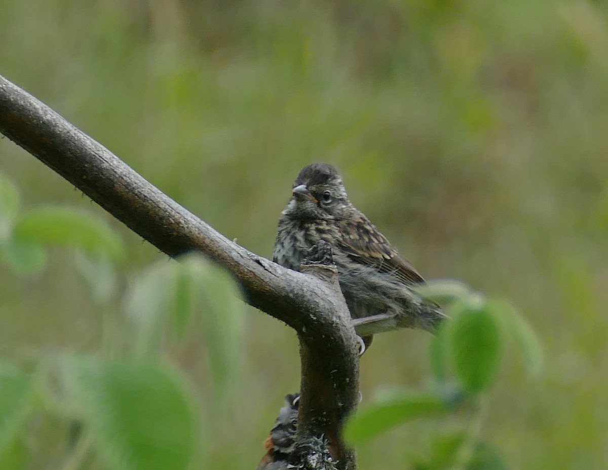 Rufous-collared Sparrow - ML614997536