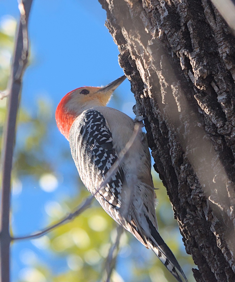 Red-bellied Woodpecker - ML614997626