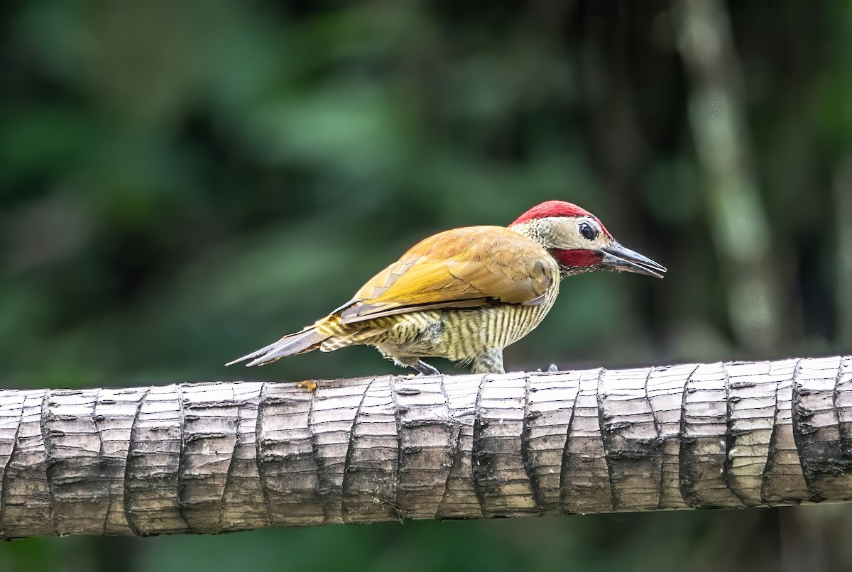 Golden-olive Woodpecker (rubripileus) - ML614997673