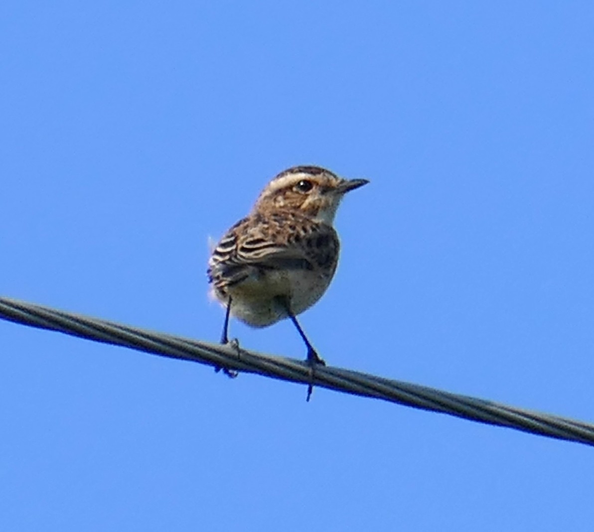 Whinchat - ML614997717