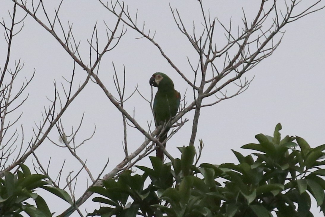 Chestnut-fronted Macaw - ML614997731