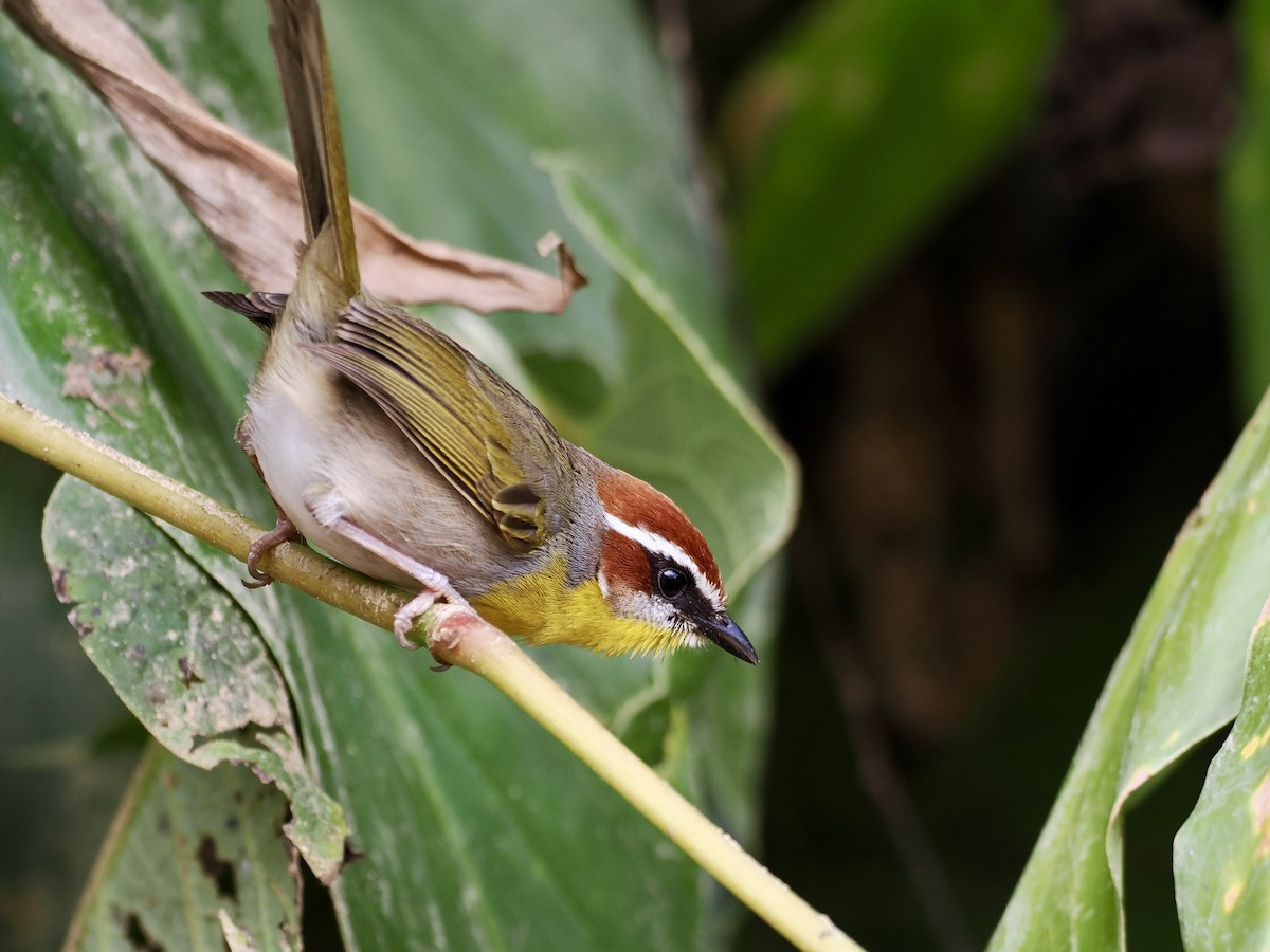 Rufous-capped Warbler (rufifrons Group) - ML614997863