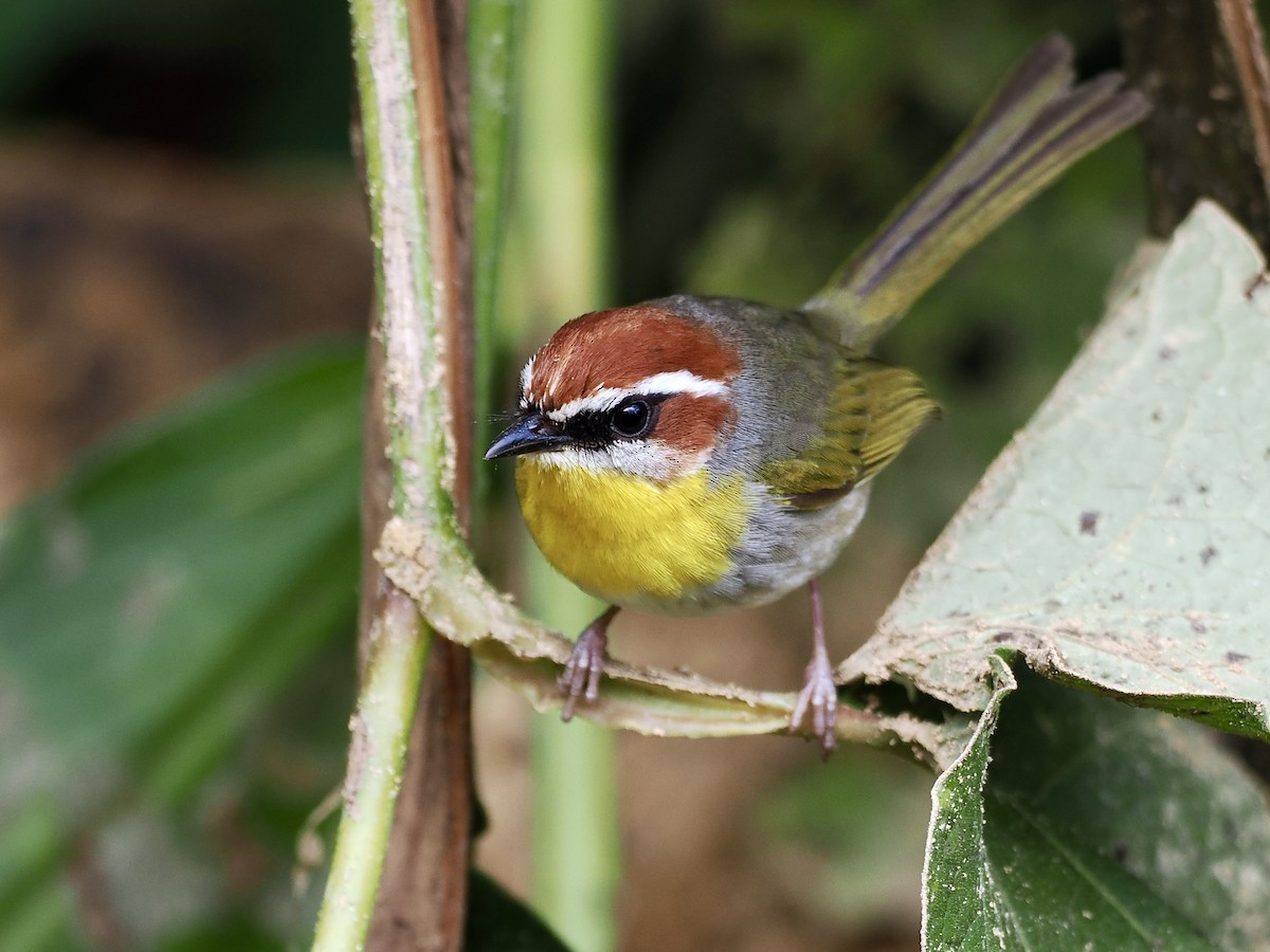 Rufous-capped Warbler (rufifrons Group) - ML614997864