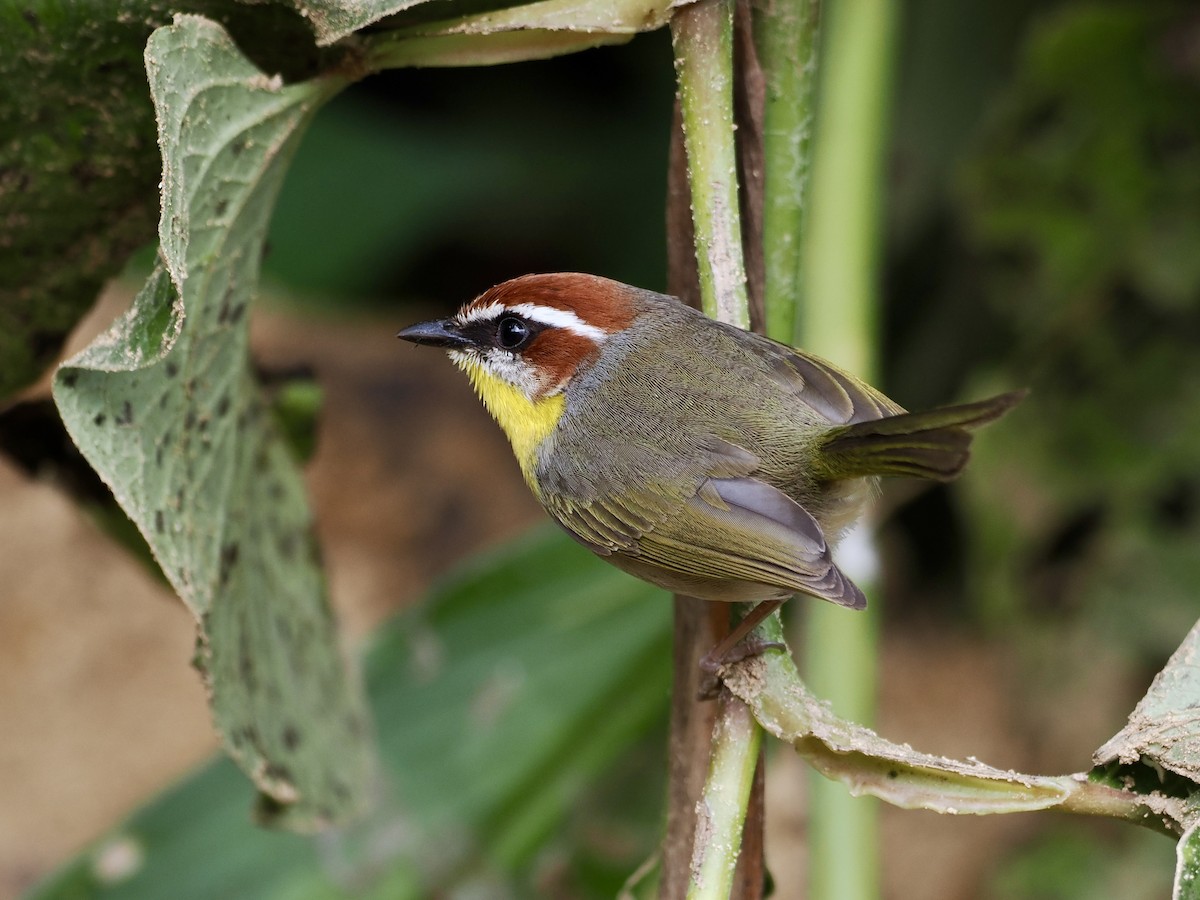 Rufous-capped Warbler (rufifrons Group) - ML614997865