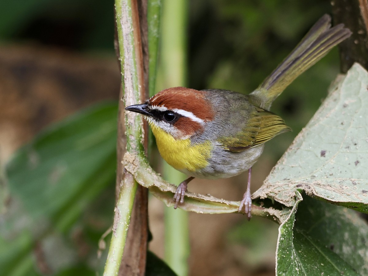 Rufous-capped Warbler (rufifrons Group) - Gabriel Willow
