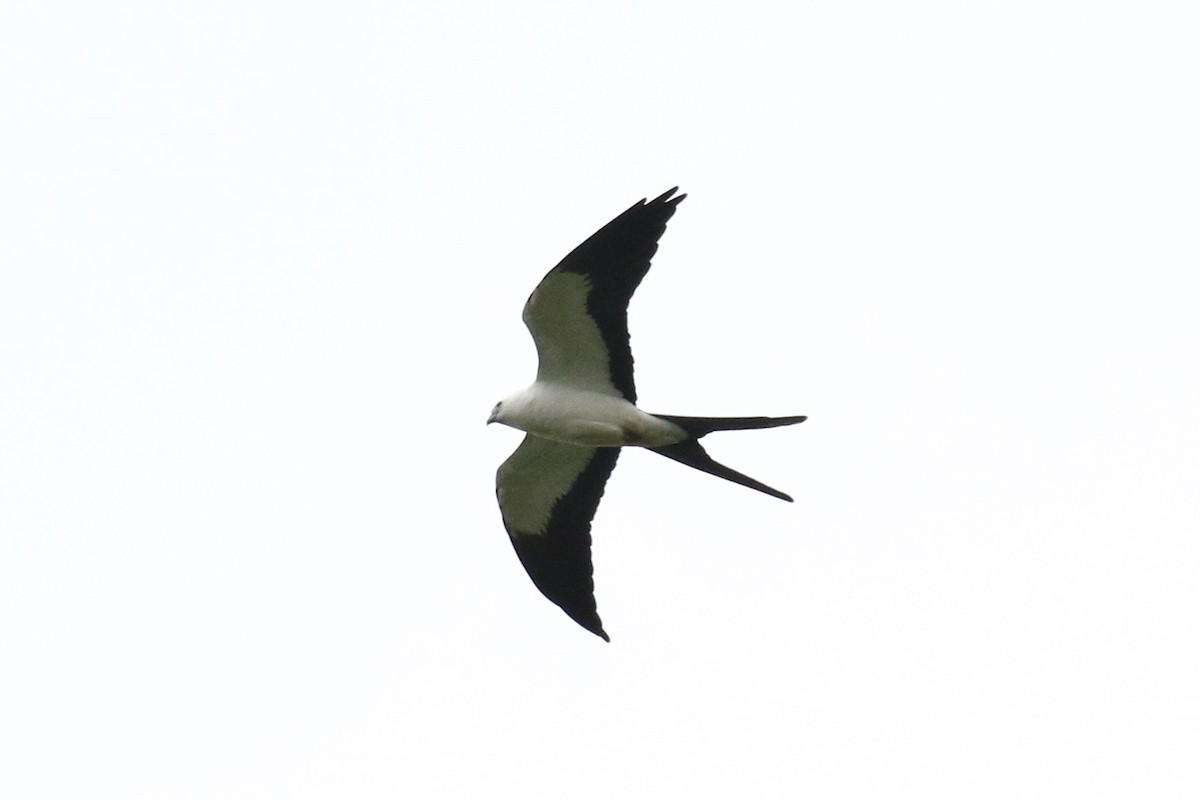 Swallow-tailed Kite - ML614997902