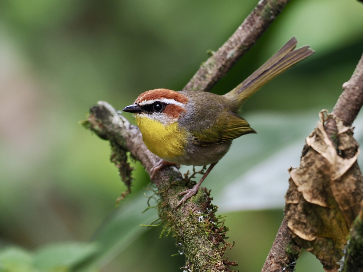Rufous-capped Warbler (rufifrons Group) - ML614997939