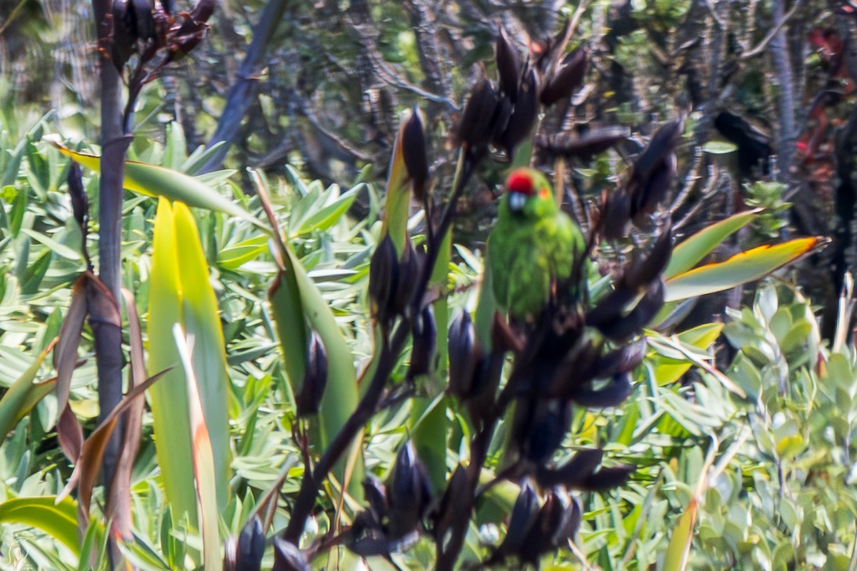 Red-crowned Parakeet - ML614997952