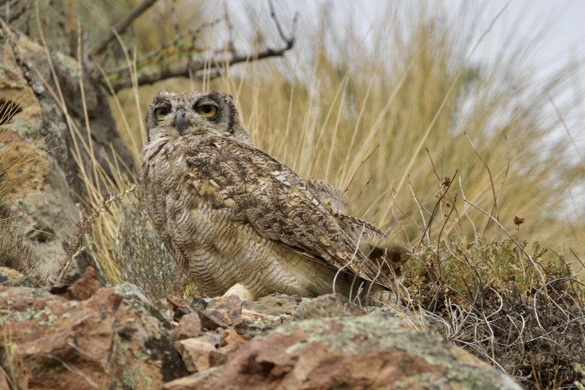 Lesser Horned Owl - ML614997958