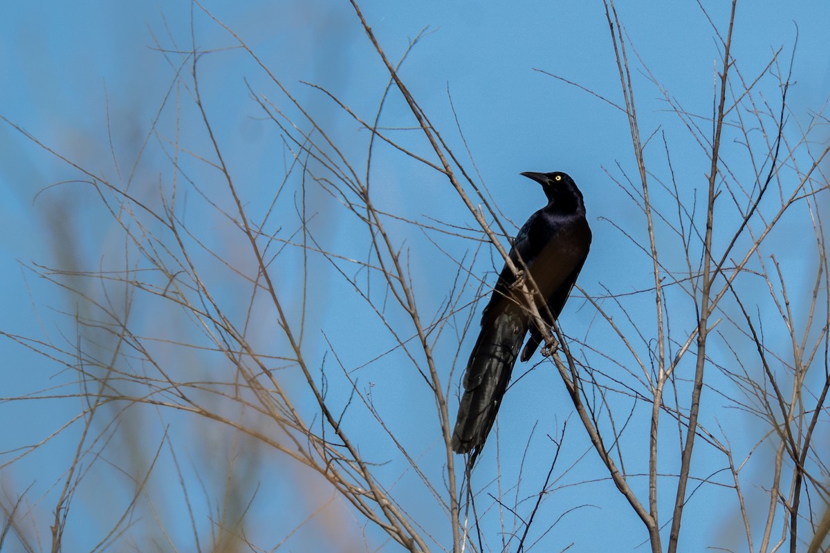 Great-tailed Grackle - ML614997999