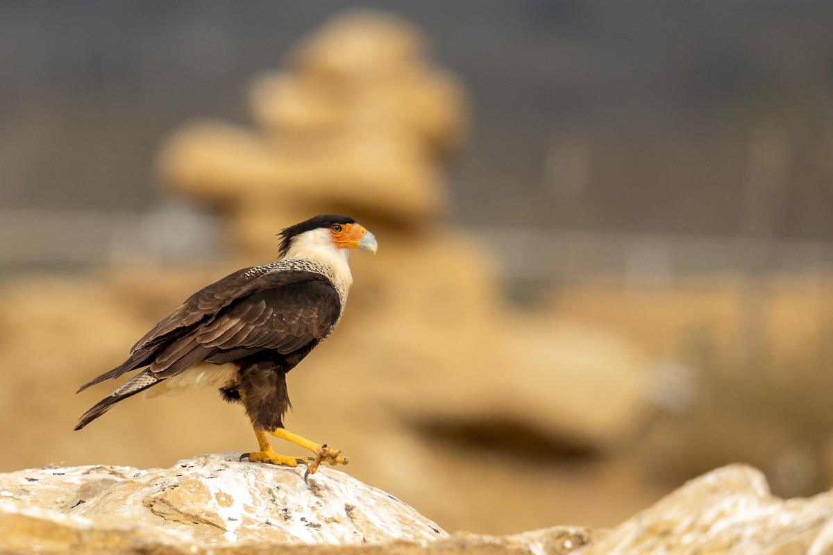 Crested Caracara - Grant Winter