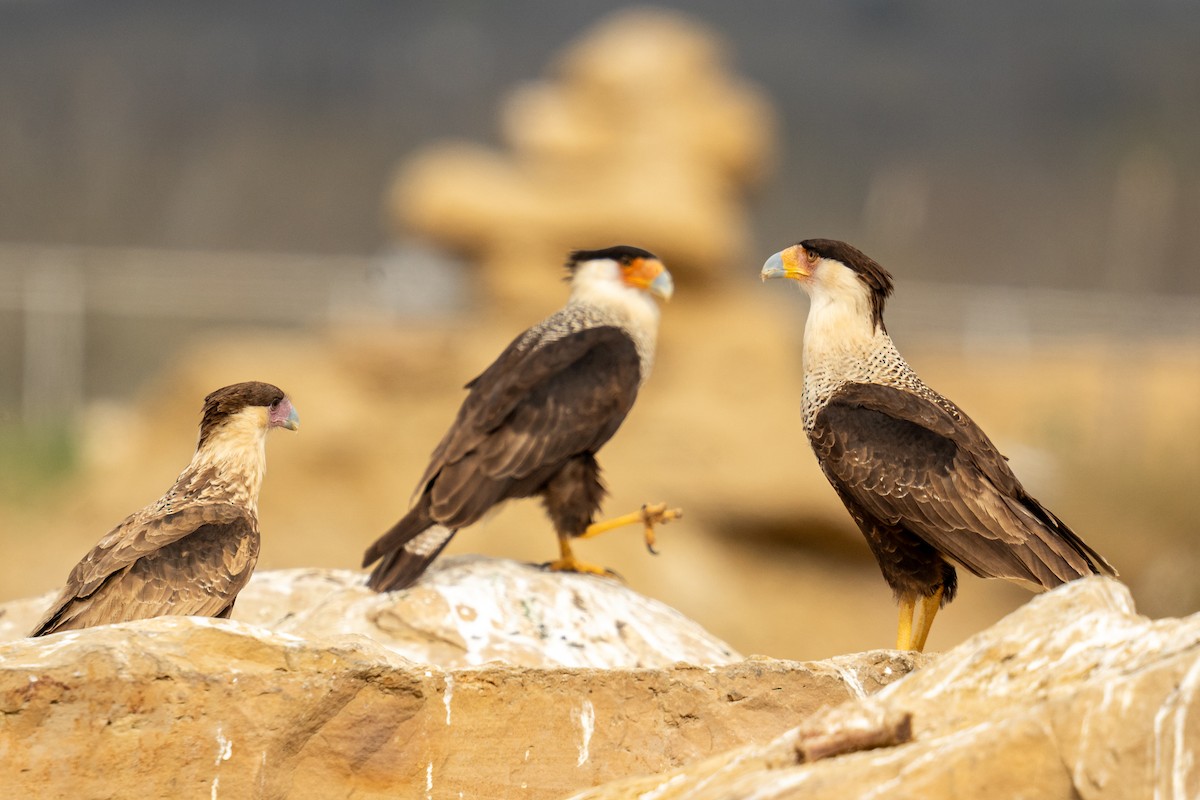 Crested Caracara - Grant Winter