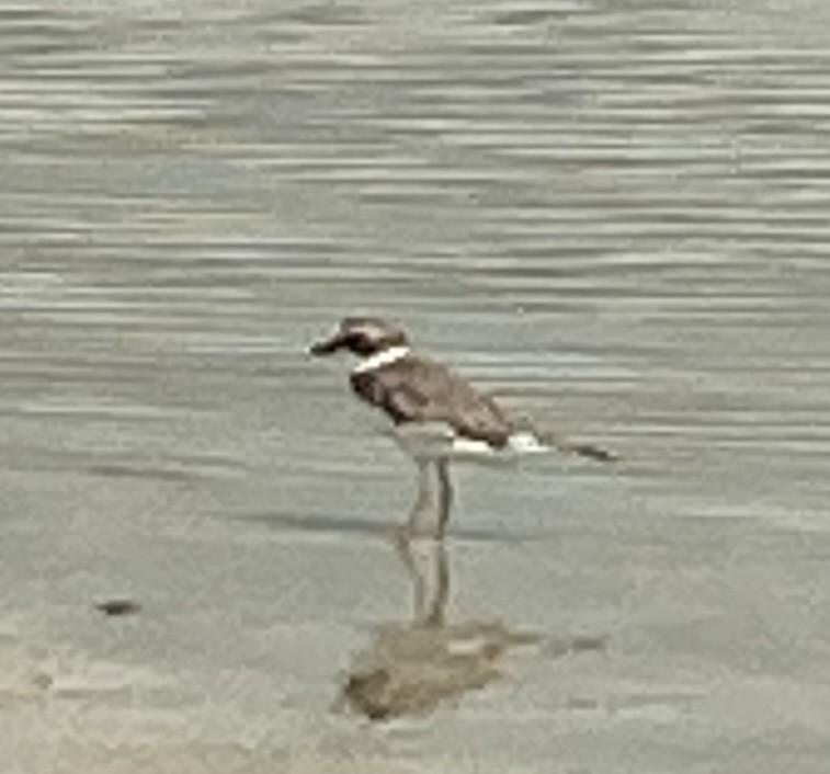 Semipalmated Plover - ML614998341