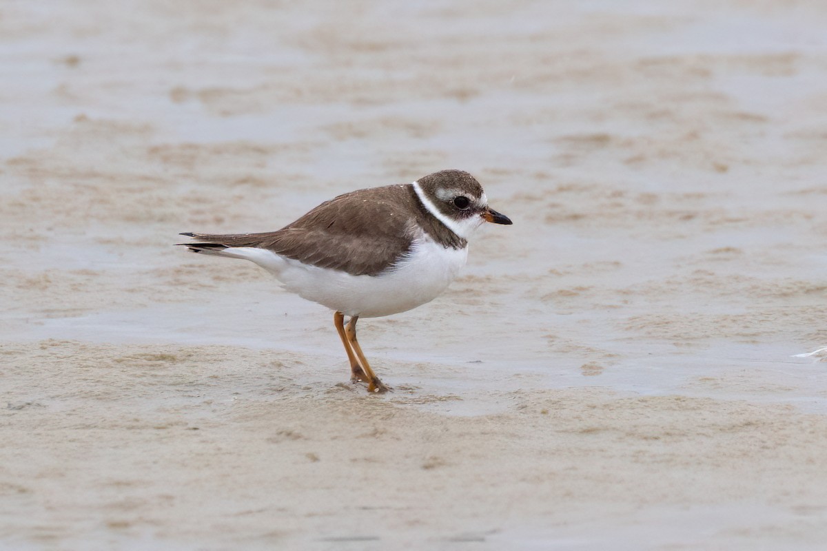 Semipalmated Plover - ML614998434