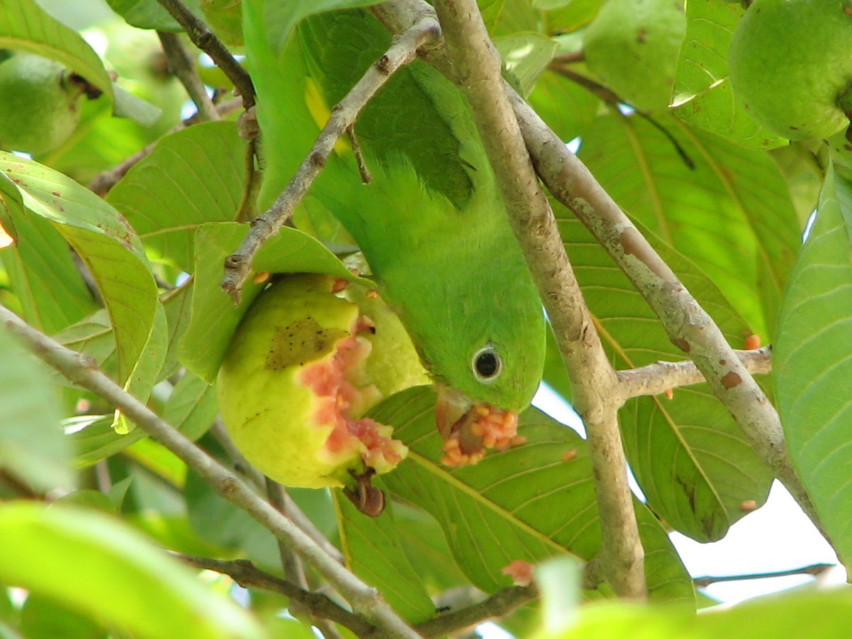 Yellow-chevroned Parakeet - John Cooper