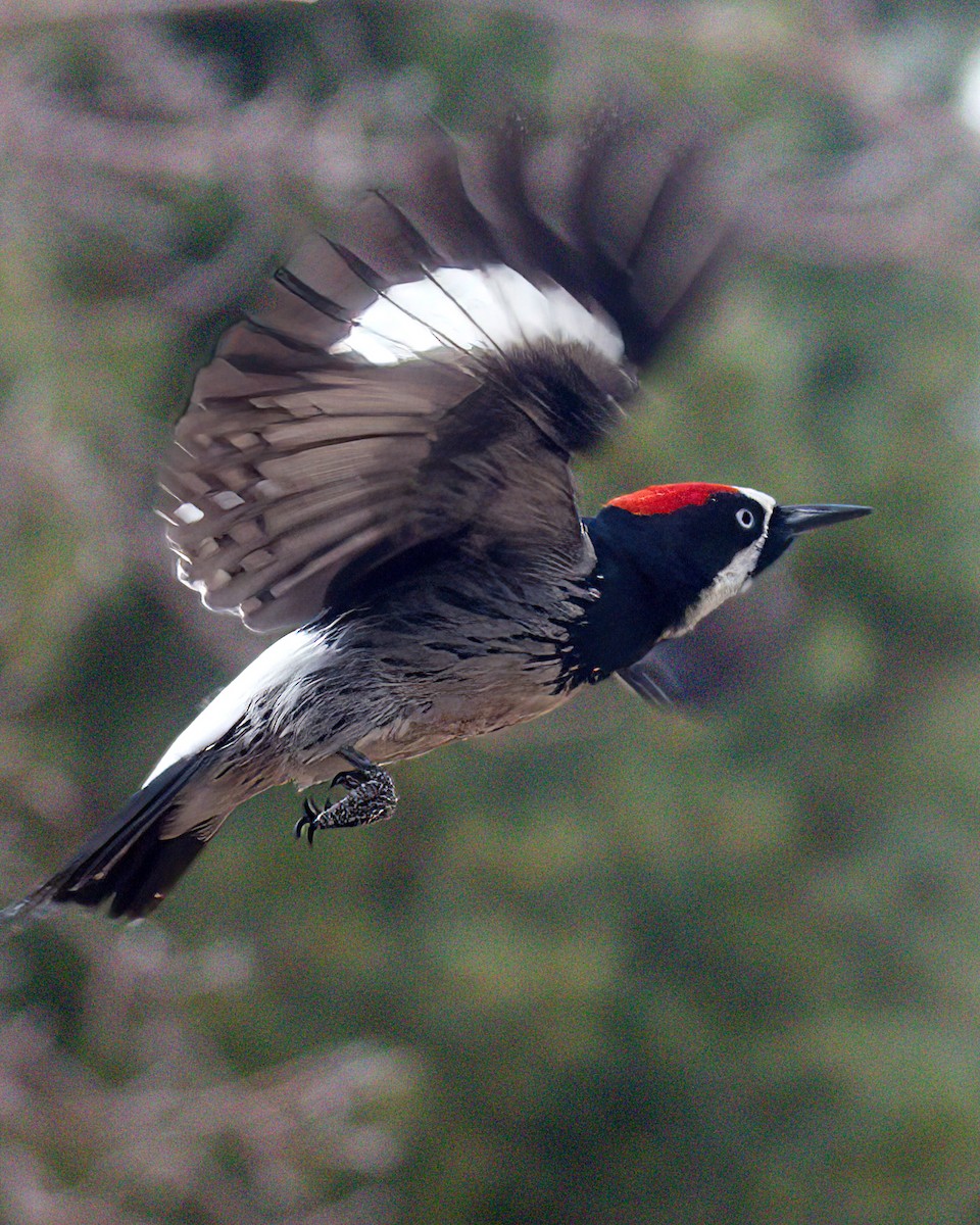 Acorn Woodpecker - ML614998568