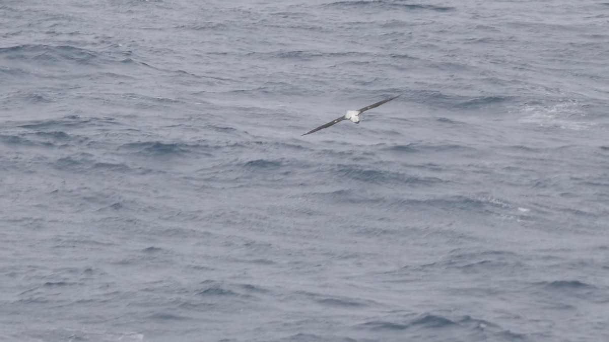 Snowy/Tristan/Antipodean Albatross - ML614998612