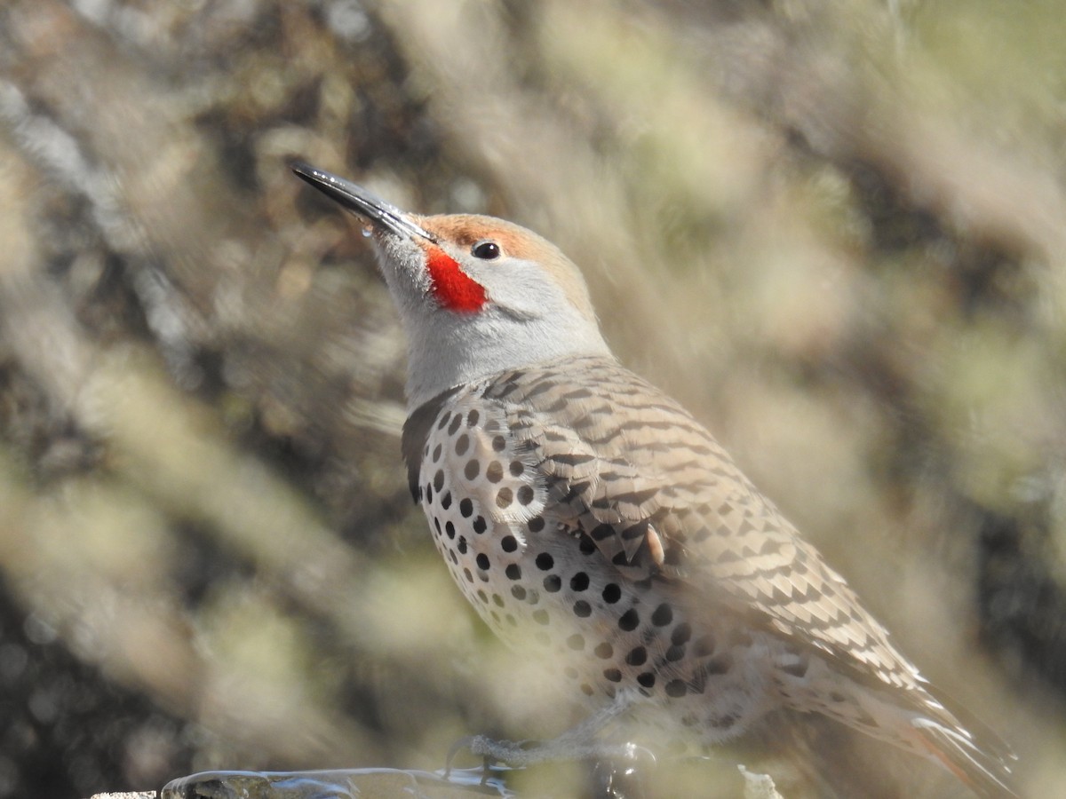 Northern Flicker (Red-shafted) - ML614998628