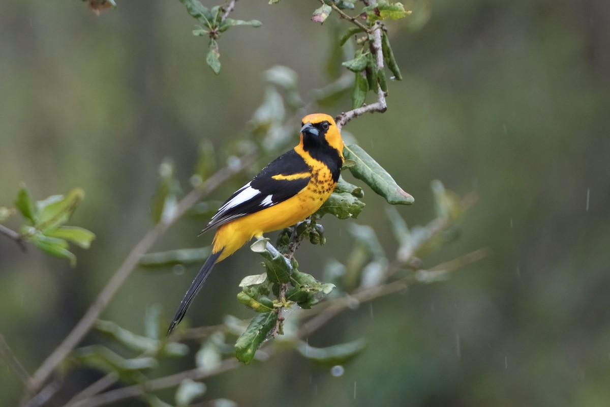 Spot-breasted Oriole - ML614998668