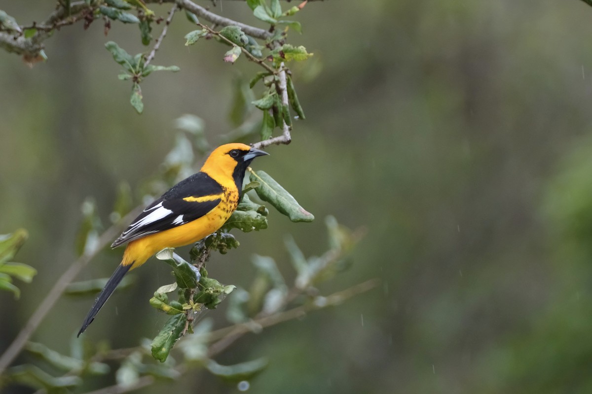 Spot-breasted Oriole - ML614998669