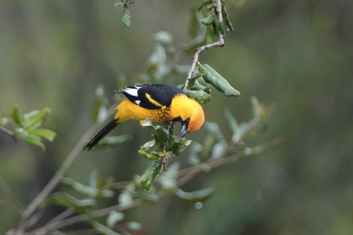 Spot-breasted Oriole - ML614998670