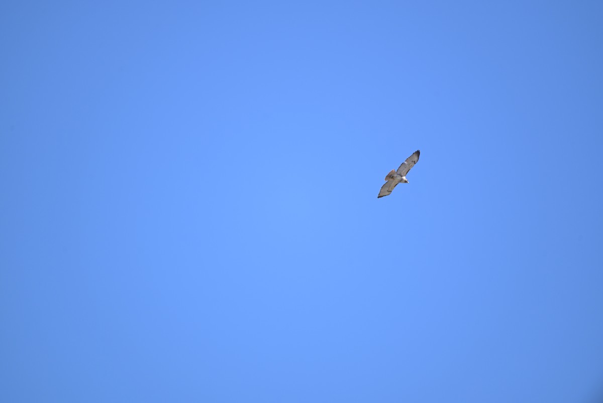 Red-tailed Hawk - ML614998802