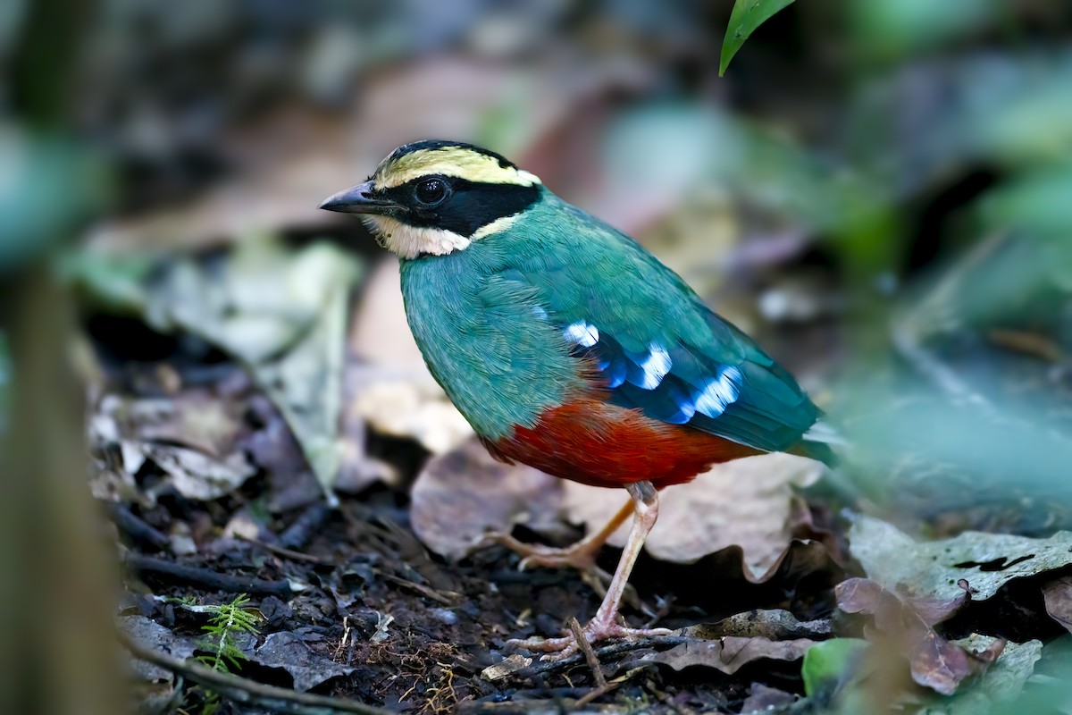 Green-breasted Pitta - ML614999511