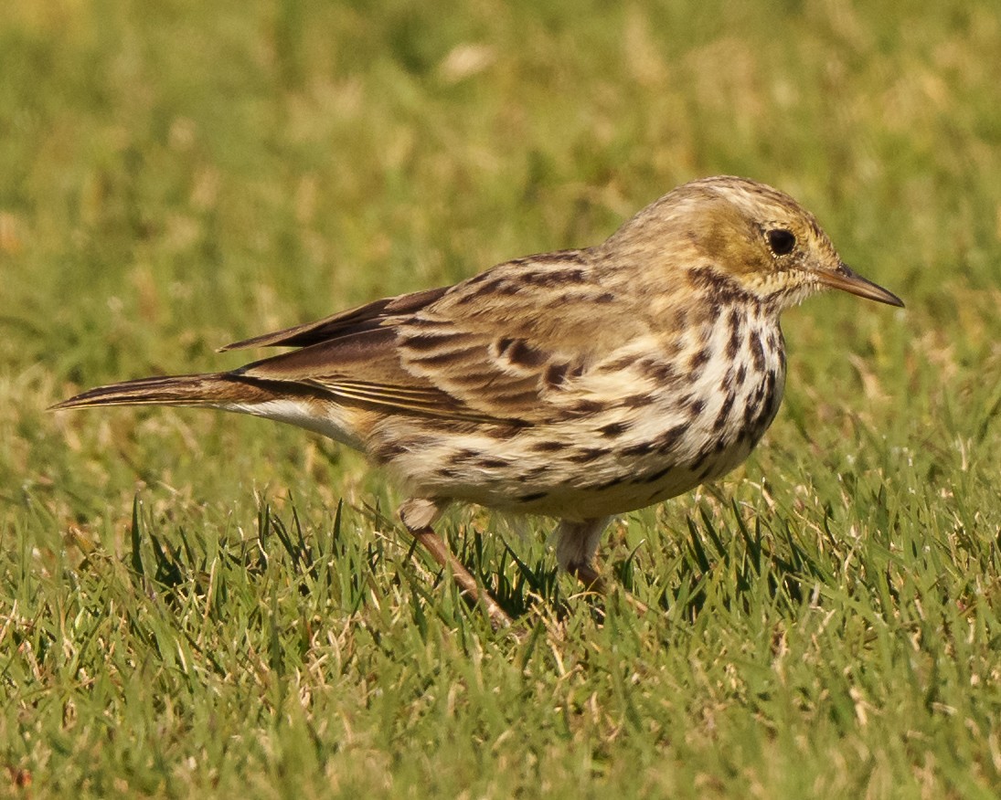 Meadow Pipit - ML614999516